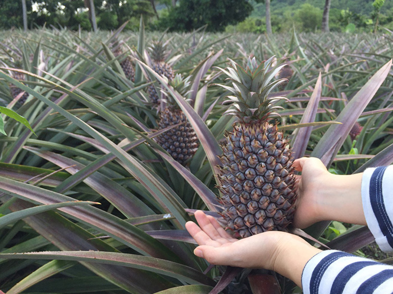 東海岸部落工作假期